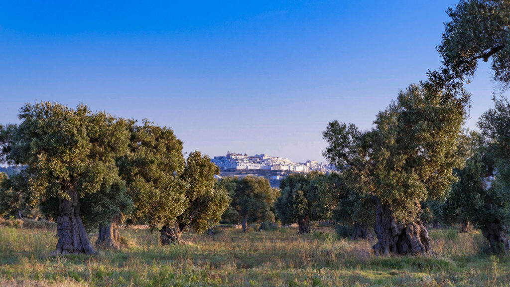 vista di Ostuni
