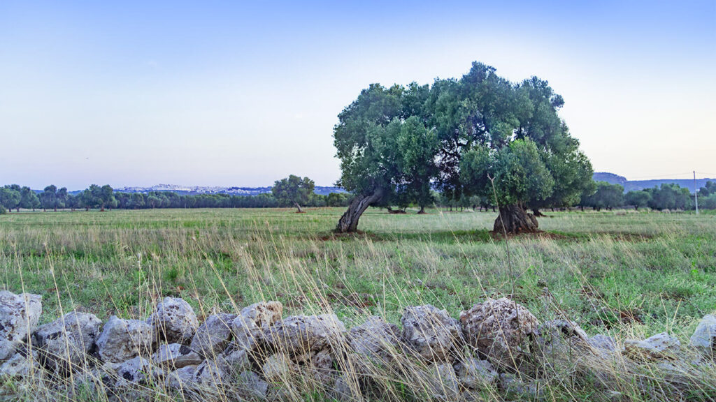 oleoturismo: viaggio lento per scoprire l'olio italiano