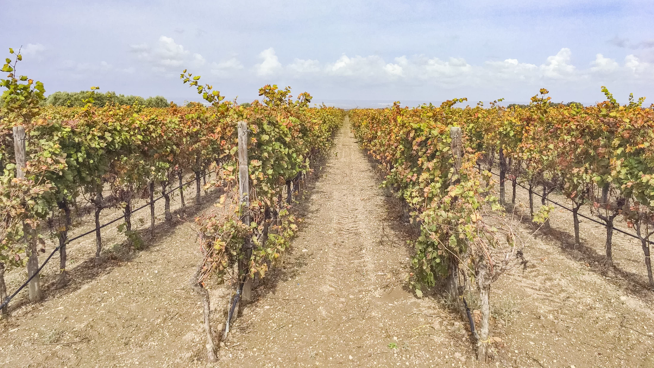 vendemmia-turistica-in-italia-linee-guida
